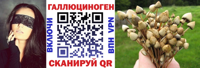 продажа наркотиков  Камышлов  Галлюциногенные грибы Psilocybine cubensis 
